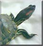 Paul the Red eared Slider
