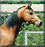Shiloh the Missouri FoxTrotter