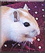 Skittles the Gerbil