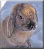 Winston the Mini Lop Rabbit