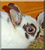 Mary the Dutch Dwarf Rabbit
