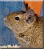 Alf the Degu
