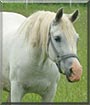 Silly the Arabian Welsh