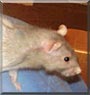 Mint the Hooded Rat