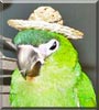 Hanna the Hahn's Macaw