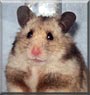 Badger the Hamster