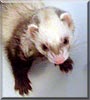 Stretch the Ferret