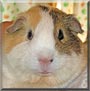 Daisy the Guinea Pig