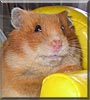 Daphene the Hamster
