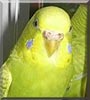 Stumpy the Budgie