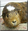 Brandy the Guinea Pig