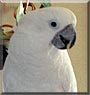 Isis the Umbrella Cockatoo