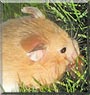 Monkey Sherbert the Teddy Bear Hamster
