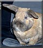 Till the Cinnamon Rabbit