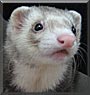 Zip the Ferret