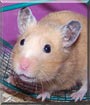 Puff the Honey Bear Hamster