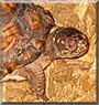 Speedette the Eastern Box Turtle