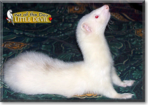 Little Devil, the Pet of the Day Little Devil, the Pet of the Day