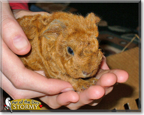 Stormy, the Pet of the Day Stormy, the Pet of the Day