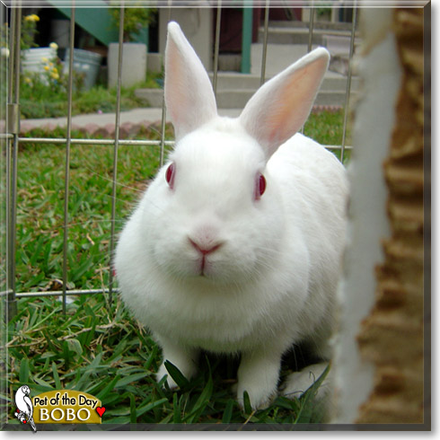 Bobo, the Pet of the Day Bobo, the Pet of the Day
