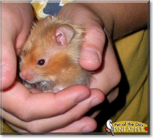 Pineapple, the Pet of the Day Pineapple, the Pet of the Day