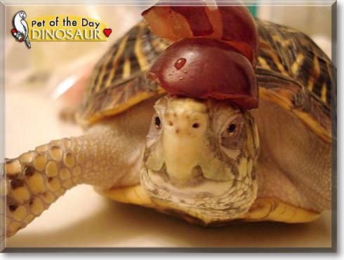 Dinosaur, the Pet of the Day