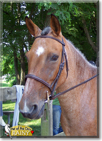 Rainy, the Pet of the Day Rainy, the Pet of the Day
