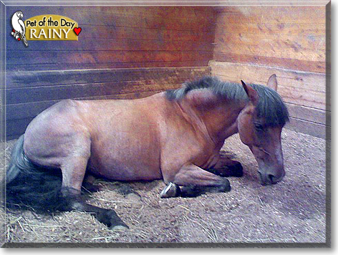 Rainy, the Pet of the Day Rainy, the Pet of the Day