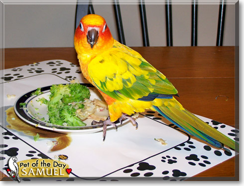 Samuel, the Pet of the Day Samuel, the Pet of the Day