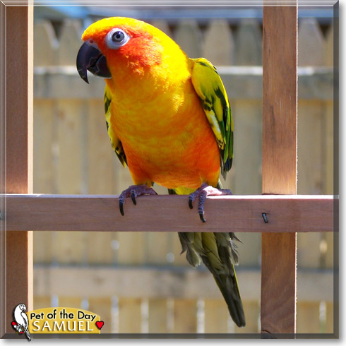 Samuel, the Pet of the Day Samuel, the Pet of the Day