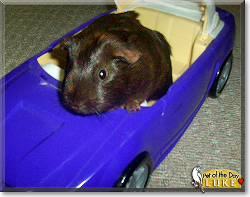 Luke, the Pet of the Day Luke, the Pet of the Day
