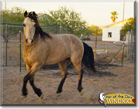 Windigo, the Pet of the Day Windigo, the Pet of the Day