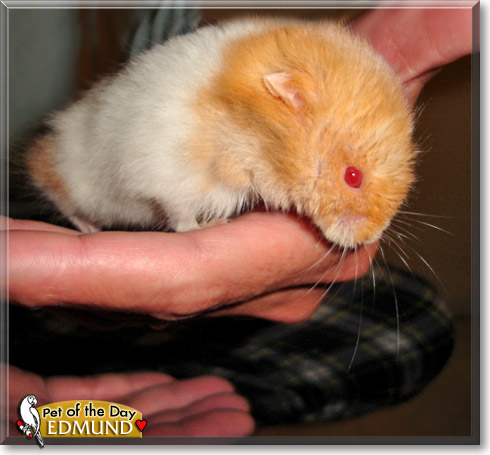 Edmund, the Pet of the Day Edmund, the Pet of the Day