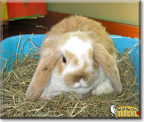 Flecki, the Pet of the Day Flecki, the Pet of the Day