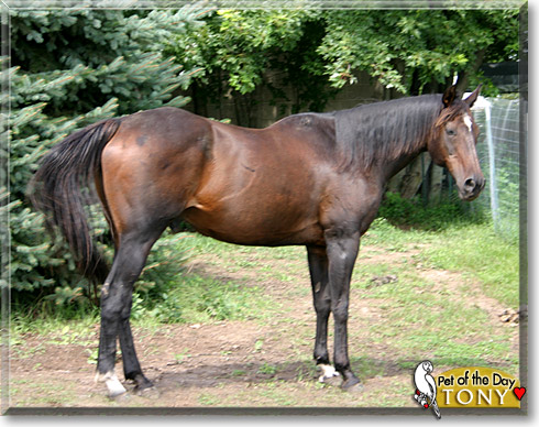Tony, the Pet of the Day Tony, the Pet of the Day