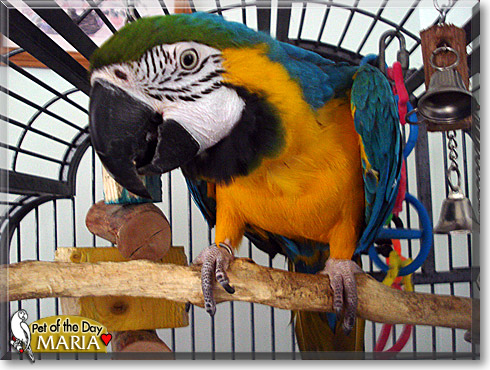 Maria, the Pet of the Day