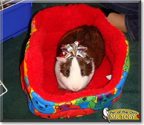 Mr. Toby, the Pet of the Day Mr. Toby, the Pet of the Day