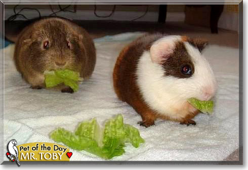Mr. Toby, the Pet of the Day Mr. Toby, the Pet of the Day