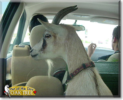 Oak Tree, the Pet of the Day Oak Tree, the Pet of the Day