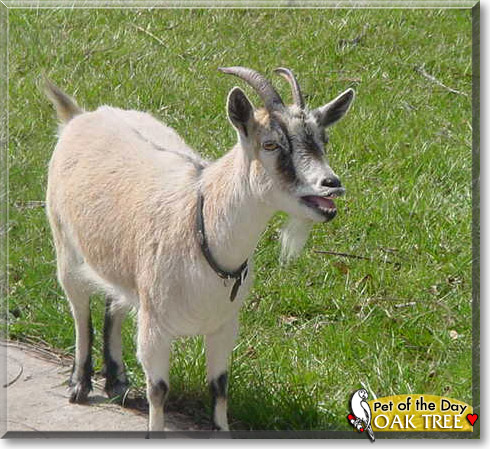 Oak Tree, the Pet of the Day Oak Tree, the Pet of the Day