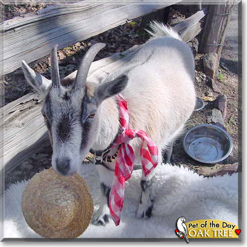 Oak Tree, the Pet of the Day