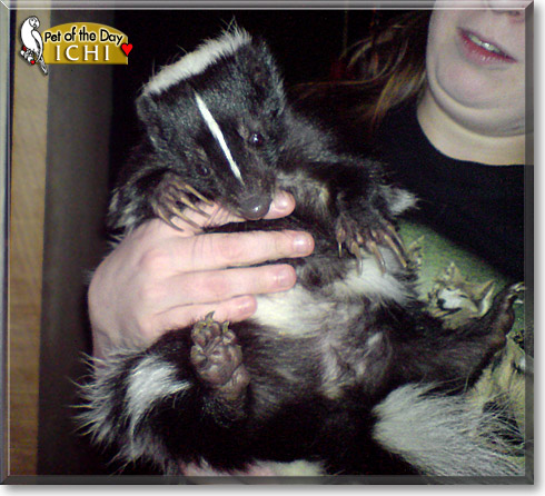Ichi, the Pet of the Day