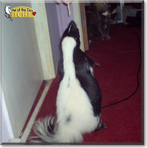 Ichi, the Pet of the Day