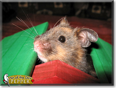 Pepper, the Pet of the Day Pepper, the Pet of the Day