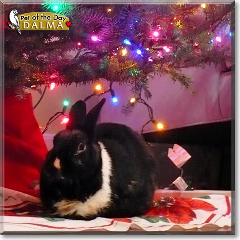 Dalma, the Pet of the Day Dalma, the Pet of the Day