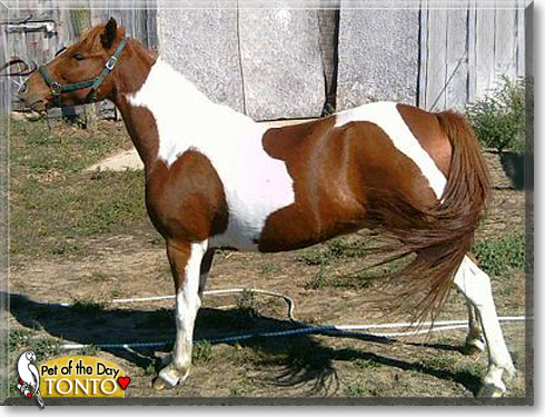Tonto, the Pet of the Day Tonto, the Pet of the Day