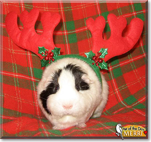 Merri, the Pet of the Day