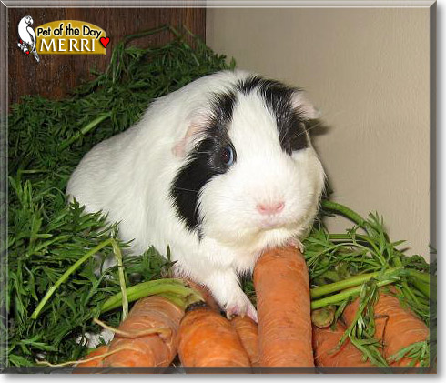 Merri, the Pet of the Day