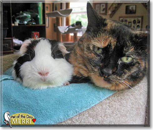 Merri, the Pet of the Day