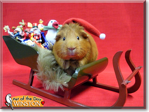 Winston, the Pet of the Day Winston, the Pet of the Day